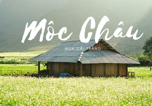 MOC CHAU TOUR 3 DAYS 2 NIGHTS
